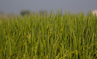 Fototapeta premium Dew drops of green brasses on Farming field