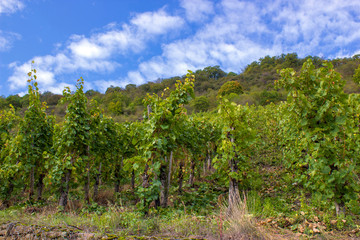 Fototapeta na wymiar famous green terraced vineyards in Mosel river valley