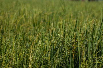 Dew drops of green brasses on Farming field