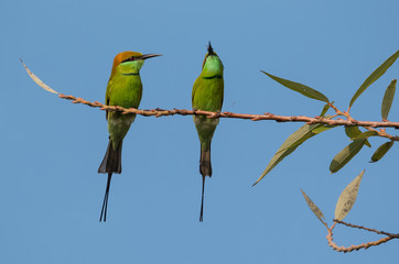 Green Bee Eater pair sitting on tree branch