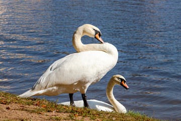 Fototapeta premium Beautiful Swan in the Prague, Czech Republic. VI