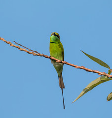 Green Bee Eater pair sitting on tree branch