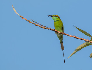 Green Bee Eater pair sitting on tree branch