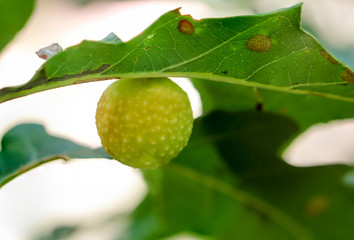 Das Gelege, Nest einer Gallwespe an einem Blatt