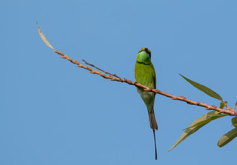 Green Bee Eater pair sitting on tree branch