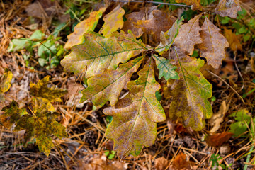 Yellowed oak leaves. Autumn forest