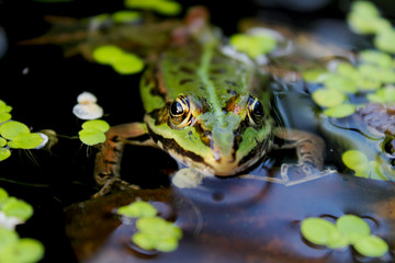 Auge in Auge zum Frosch