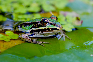 Frosch Makro Aufnahme