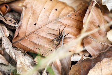 eine Spinne, Wolfspinne auf dem herbstlichen Waldboden
