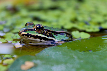Frosch Makro