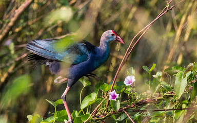 Grey Headed Swamphen