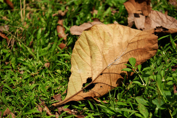 Dried leaf fall in green grass
