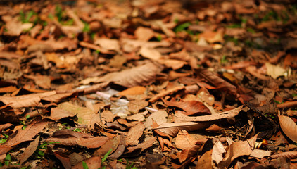 Dried leaves on the ground