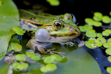 Frosch laut