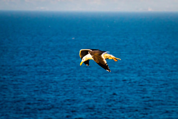 Lone Seagull Flies High Above Ocean