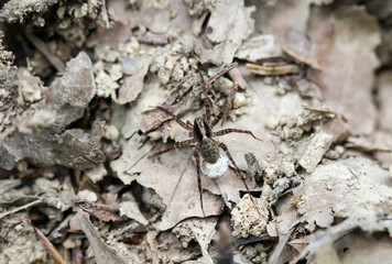 eine Spinne auf dem herbstlichen Waldboden