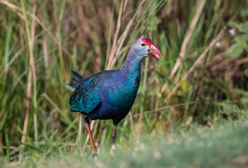 Grey Headed Swamphen