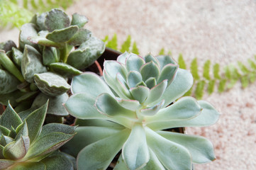 Fototapeta premium Miniature succulent plants
