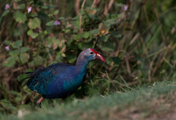 Fototapeta premium Grey Headed Swamphen