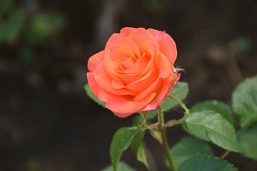 Orange rose in summer garden