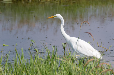 Egret bird near water body