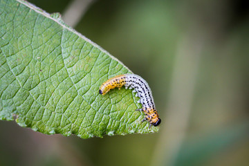 Das ist ein Macro einer Larve einer Blattwespe