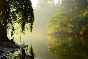 Mahaweli river with sunny morning light. Bright tree reflected in a water.  Early morning time. Tropical landscape near Royal Botanical Gardens in Peradeniya, Kandy, Sri Lanka