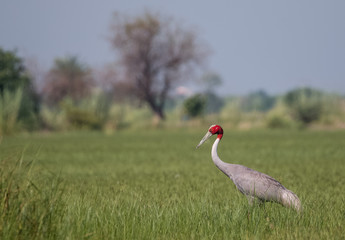Fototapeta premium Sarus Crane Bird in the field