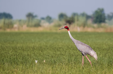 Sarus Crane Bird in the field