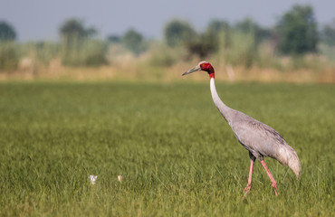 Sarus Crane Bird in the field