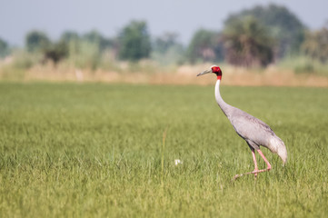 Sarus Crane Bird in the field