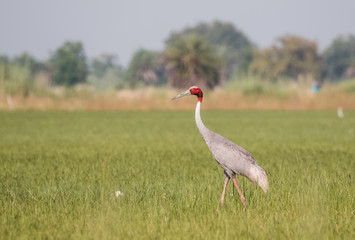 Sarus Crane Bird in the field