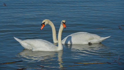 Mute Swan Couple on lake