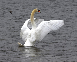 Mute Swans in California