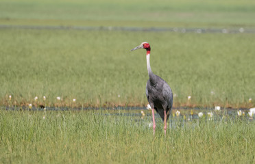 Sarus Crane Bird in the field