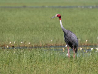 Sarus Crane Bird in the field