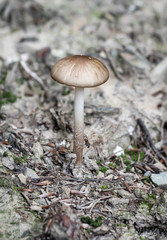Herbst, Pilze am Waldboden, Im Herbst wachsen die Pilze und werden gesammelt