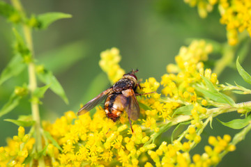 eine fliege sitzt auf einer Blüte