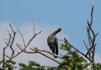 Red Naped Ibis on tree
