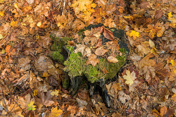 Stump covered with fallen leaves