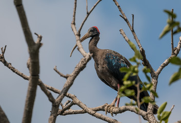 Red Naped Ibis on tree