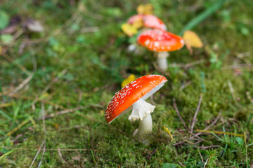 Toxic and hallucinogen mushroom Fly Agaric in grass on autumn forest background. Inspirational natural fall landscape. Amanita muscaria.