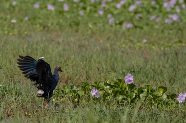Grey Headed Swamphen