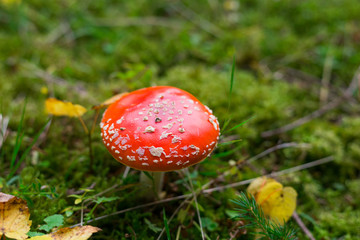 Toxic and hallucinogen mushroom Fly Agaric in grass on autumn forest background. Inspirational natural fall landscape. Amanita muscaria.