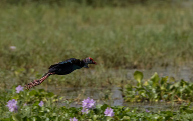 Grey Headed Swamphen