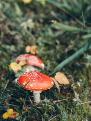 Toxic and hallucinogen mushroom Fly Agaric in grass on autumn forest background. Inspirational natural fall landscape. Amanita muscaria.
