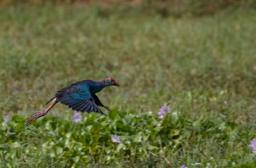 Grey Headed Swamphen