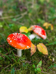 Toxic and hallucinogen mushroom Fly Agaric in grass on autumn forest background. Inspirational natural fall landscape. Amanita muscaria.