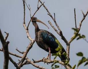 Red Naped Ibis on tree