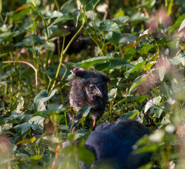 Naklejka premium Grey Headed Swamphen